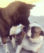 honden foto van mojoluna