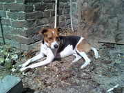 honden foto honden foto van jeannot