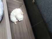 honden foto honden foto van Inez