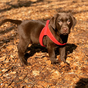 honden foto honden foto van steffie