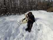 honden foto van karolien 