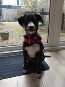 honden foto van John