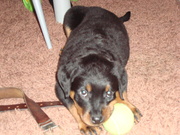 honden foto van lorraine