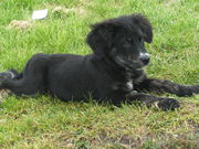 honden foto van yvonne