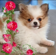 honden foto van Bianca Vos