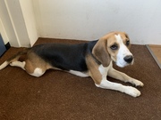 honden foto van Martijn