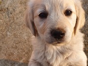 honden foto honden foto van Golden Billie