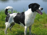 honden foto van Saar