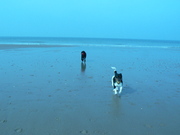 honden foto van Eammon