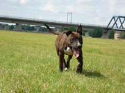 honden foto van hummer