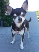 honden foto van Marijke