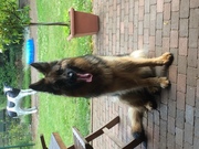 honden foto van Joren