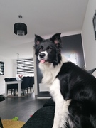 honden foto van Border