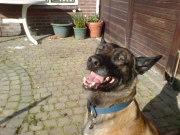 honden foto van chris