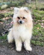 honden foto van Mandy