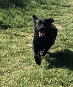 honden foto van Brenda 