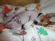 honden foto van Marjo