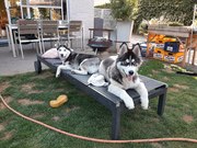 honden foto van Jonay Herrera