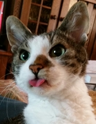 honden foto van Dave