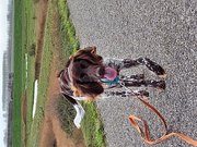honden foto van Suskie