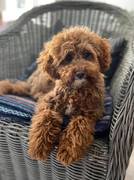 honden foto van Lisa
