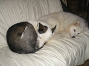 honden foto honden foto van Jovi en Kissy