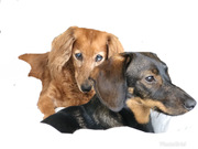 honden foto van Suzanne