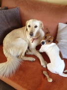 honden foto van Britta