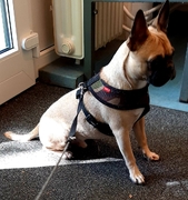 honden foto van Kaylee