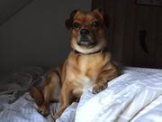 honden foto van mandy_rozie!!