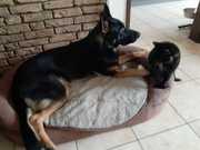 honden foto van Carla