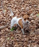 honden foto van KleinArtis