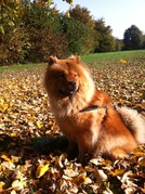 honden foto van Ingrid en Fen