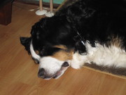 honden foto van marja