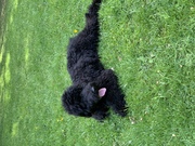 honden foto van naomi