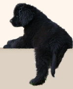 honden foto van Erwin van Berkel