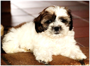 honden foto van wim hazenhoek