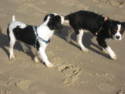 honden foto honden foto van alena homma