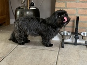 honden foto van Joyce Ceelen