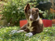 honden foto van Dani van der Marel