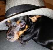 honden foto van metisse