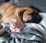 honden foto van Bram