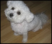 honden foto van Suzy