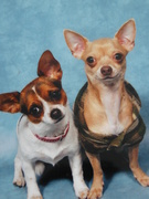 honden foto honden foto van Jacqueline