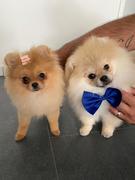 honden foto van etan