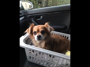 honden foto van petram