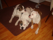 honden foto van mike