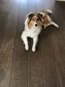 honden foto honden foto van Mathilde