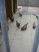 honden foto van H. Jeurissen