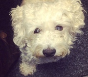 honden foto van petra